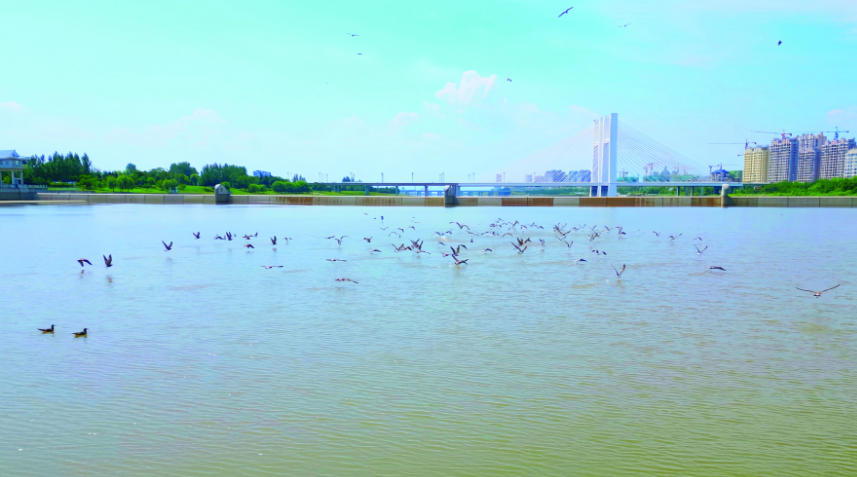   图为在珲春河上嬉戏觅食的海鸥  